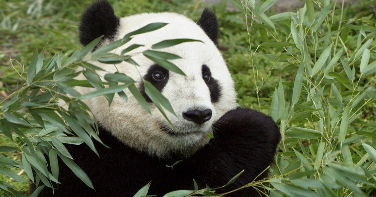 what if i lost my bamboo software what if i lost my bamboo software